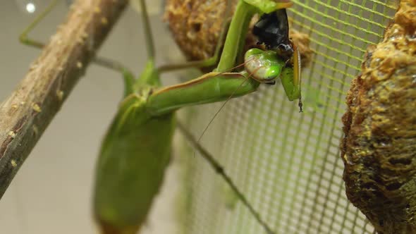 2021.10.21_3 Ordinary mantis (lat. Mantis Religiosa) eats blue meat flies.