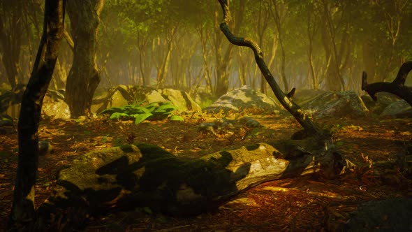 Sunrays in a Forest on a Hazy Morning alt