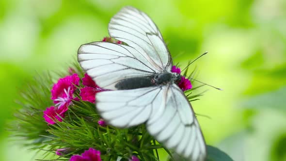 Black Veined White Butterfly