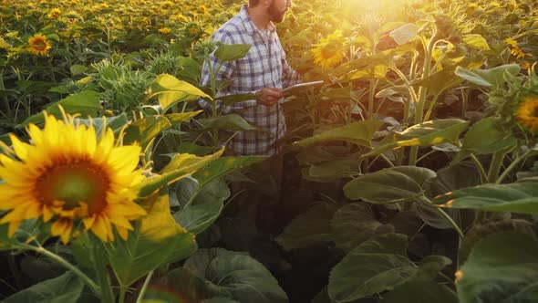Farmer Works in a Field of Sunflowers, Uses a Digital Tablet alt