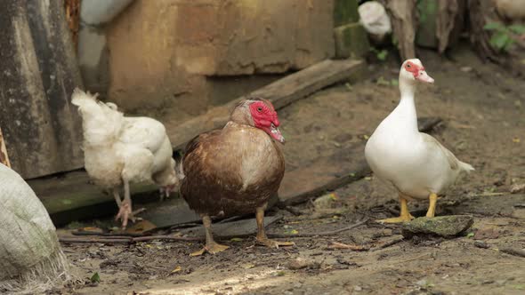 Domestic White and Brown Duck and Rooster Walk on the Ground. Background of Old Farm. Search of Food alt