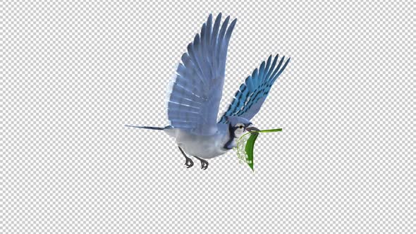 Blue Jay Bird with White Forest Flower - Flying Loop - Side Angle - Alpha Channel