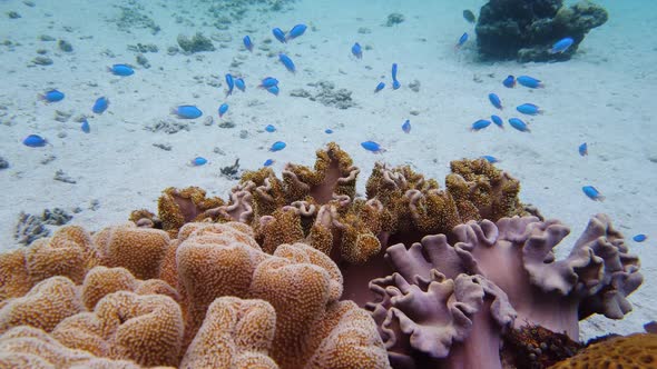 Coral Reef and Tropical Fish. Leyte, Philippines alt