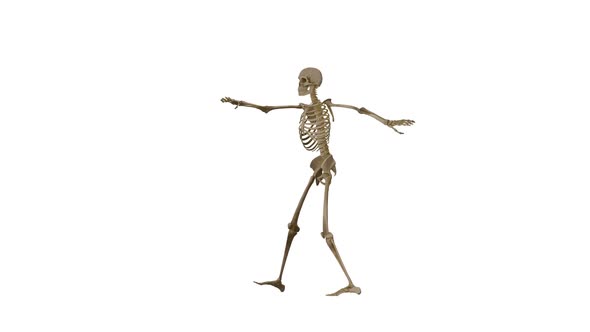 Skeleton Dance Hd