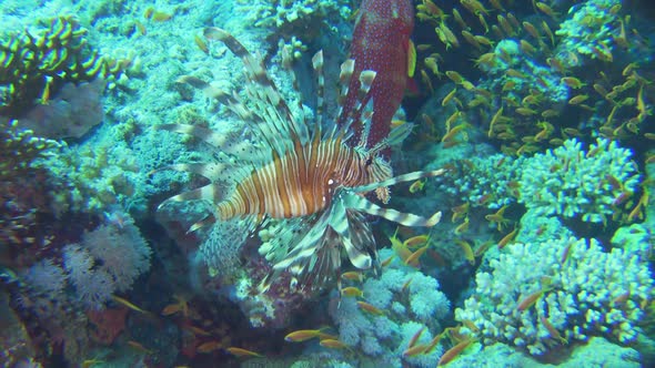 African Lionfish on Coral Reef