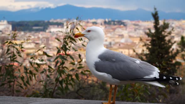 Seagull on the Background of Buildings in Rome