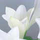 Lily Flowers Blooming - VideoHive Item for Sale