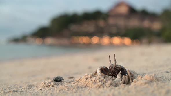 The Crab Stands on a Sandy Beach Near Its Burrow alt