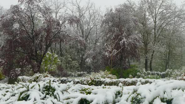 Spring Flowering Trees Covered with Snow During a Snowfall