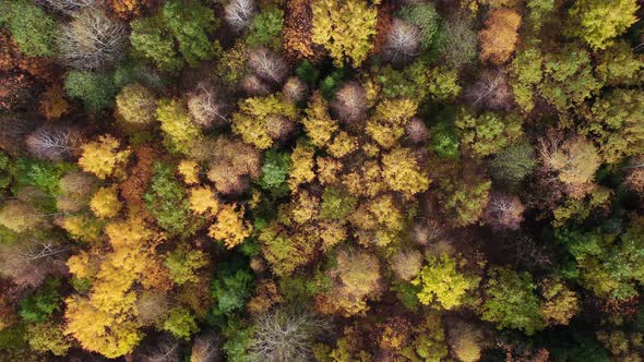 Deciduous Forest In Late Autumn