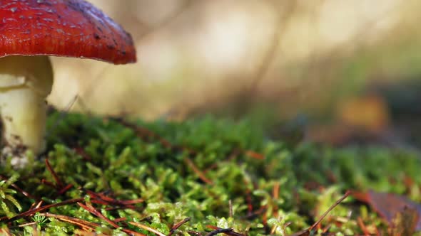 Mushroom Fly Agaric Grows Among the Grass