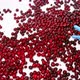 Fresh red cherries moving on a conveyor belt. - VideoHive Item for Sale