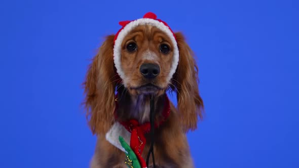 Frontal Portrait of an English Cocker Spaniel Sitting in a Studio on a Blue Background alt