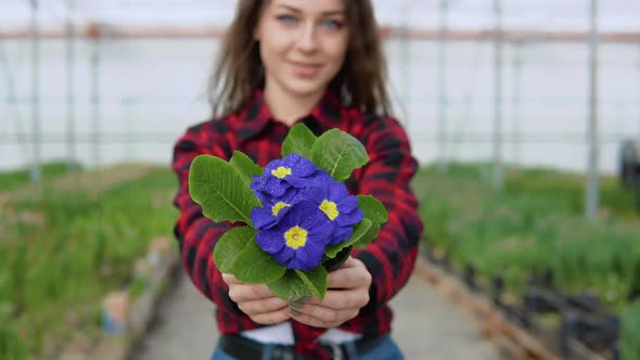 Beautiful Purple Flowers with Yellow Centers in a Pot in the Hands of a Caucasian Florist in a alt