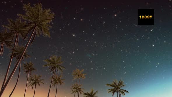 Palm Tree In Starry Sky B Full HD