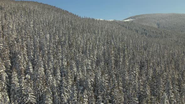 Aerial View of Tall Pine Trees Covered with Fresh Fallen Snow in Winter Mountain Forest on Cold alt