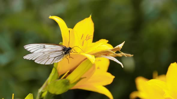 Butterfly on a Yellow Daylily