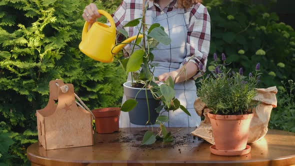 Female Gardener Watering Potted Epipremnum Plant in Backyard Garden alt