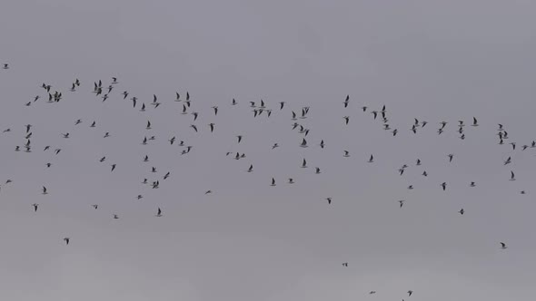 Massive Group of Birds Flying Over White Sky in Slowmo