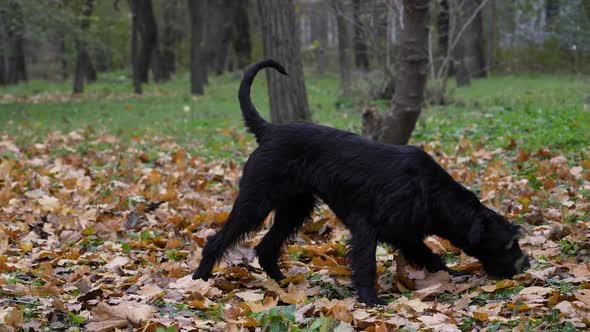 A Charming Black Giant Schnauzer for a Walk in the Autumn Park alt