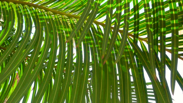 Green palm leaves swaying in light wind.