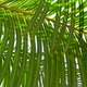 Green palm leaves swaying in light wind. - VideoHive Item for Sale