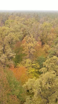 Vertical Video Autumn Forest By Day alt