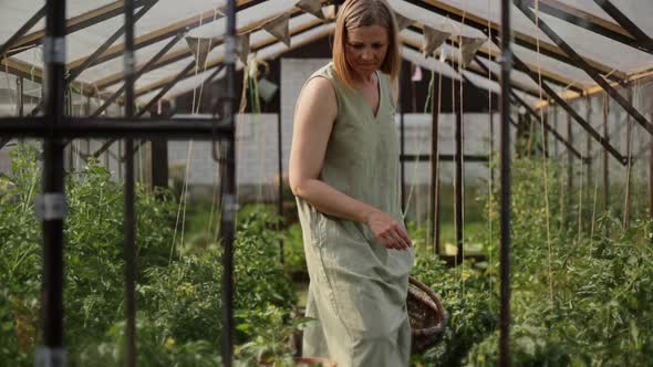 a Woman Picks Fruits in a Greenhouse