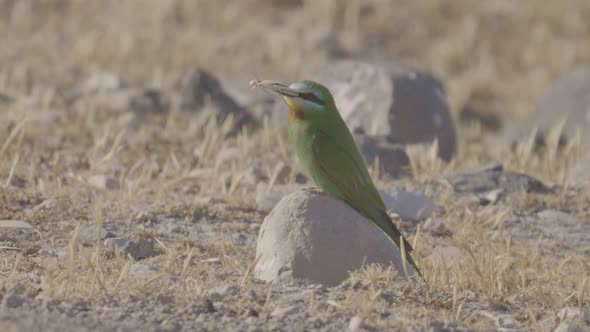 Beeeater Catches a White Cricket