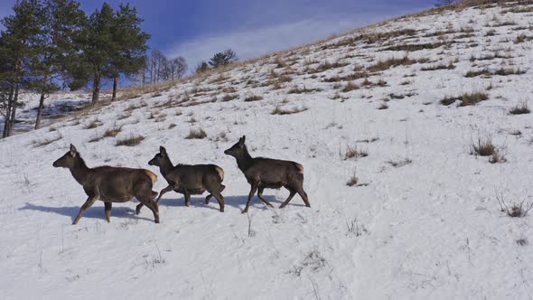 Drone Shot of a Family of Wild Marals Running Away Through the Snow