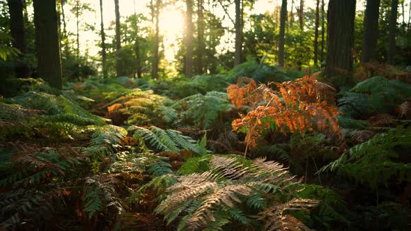 Forest floor at sunrise in summer with brachen