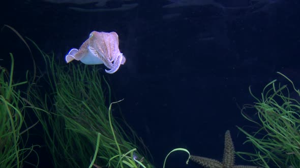 Cute Pink cuttlefish slowly moving in water between water plant, deep blue background, close up shot alt