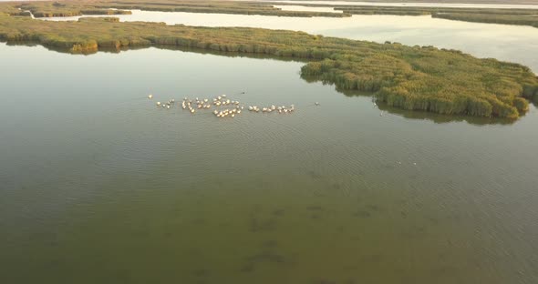 Breeding Grounds of Pelicans in Tuzly Estuary National Nature Park Near By Black Sea Coast, Ukraine