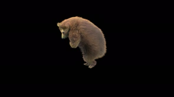 145 Bear Dancing 4K alt