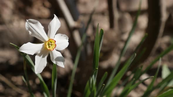 Shallow DOF  Narcissus poeticus garden flower    slow-mo 1920X1080 HD footage - Slow motion daffodil alt