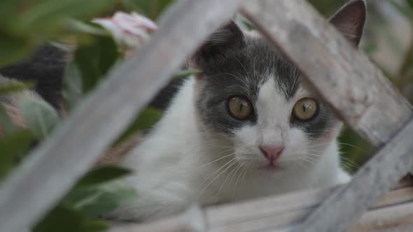 Curious alert cat looking at the camera through white fence and plants, still shot alt