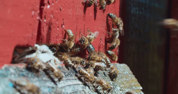 Bees gathered at the entrance to the hive, the daily bustle of bees near their house