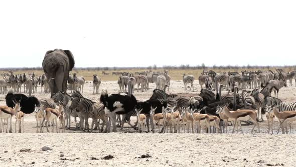 Waterhole in Etosha with many animals alt
