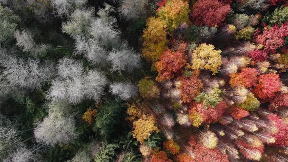 Autumn on Top View of Forest Air
