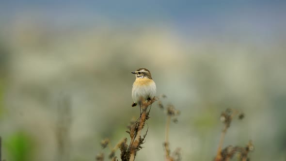 Whinchat alt