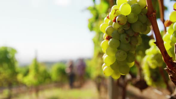 Couple holding hands and walking alt