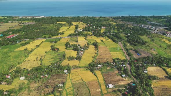 Rice Paddy Fields at Tropic Village on Sea Shore Aerial alt