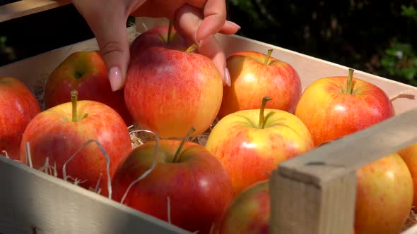 Ripe Juicy Red Apples Lie in a Wooden Box in the Garden alt