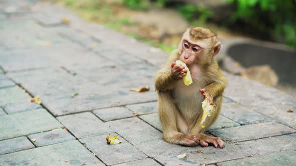 A Small Monkey Eats Bananas in A National Park. Asian Jungle with Monkeys alt