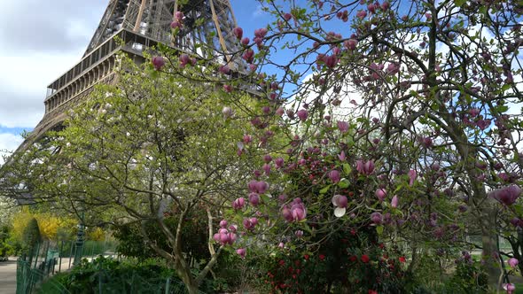 Blossoming Pink Magnolia and Eiffel Tower