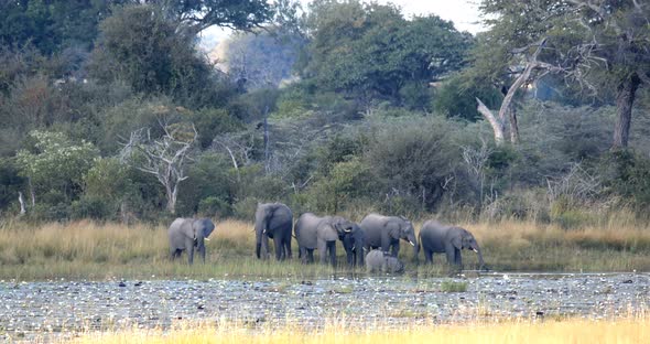 African elephant, Bwabwata Namibia, Africa safari wildlife alt