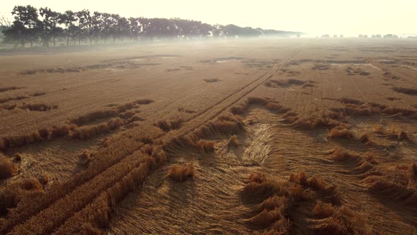 Flying Over a Wheat Field on an Early Summer Morning alt