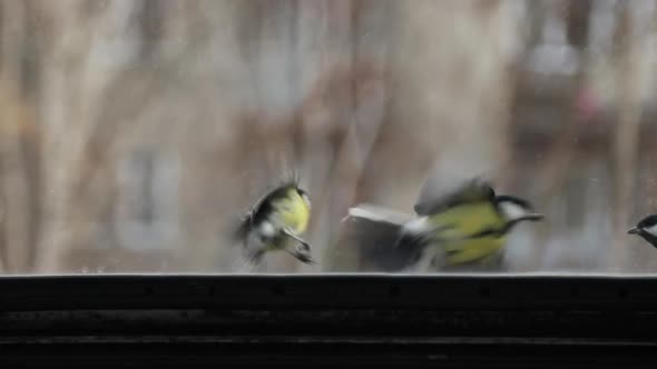 Great Tits Eating Sunflower Seeds At Feeder