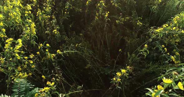 Aerial camera looking straight down and moving forward slowly over a copse of yellow black eyed susa alt