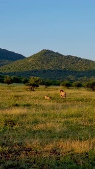 Lions in Kruger National Park South Africa alt